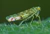 Eupteryx sp.